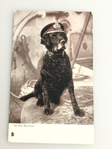 Foto An old sea dog